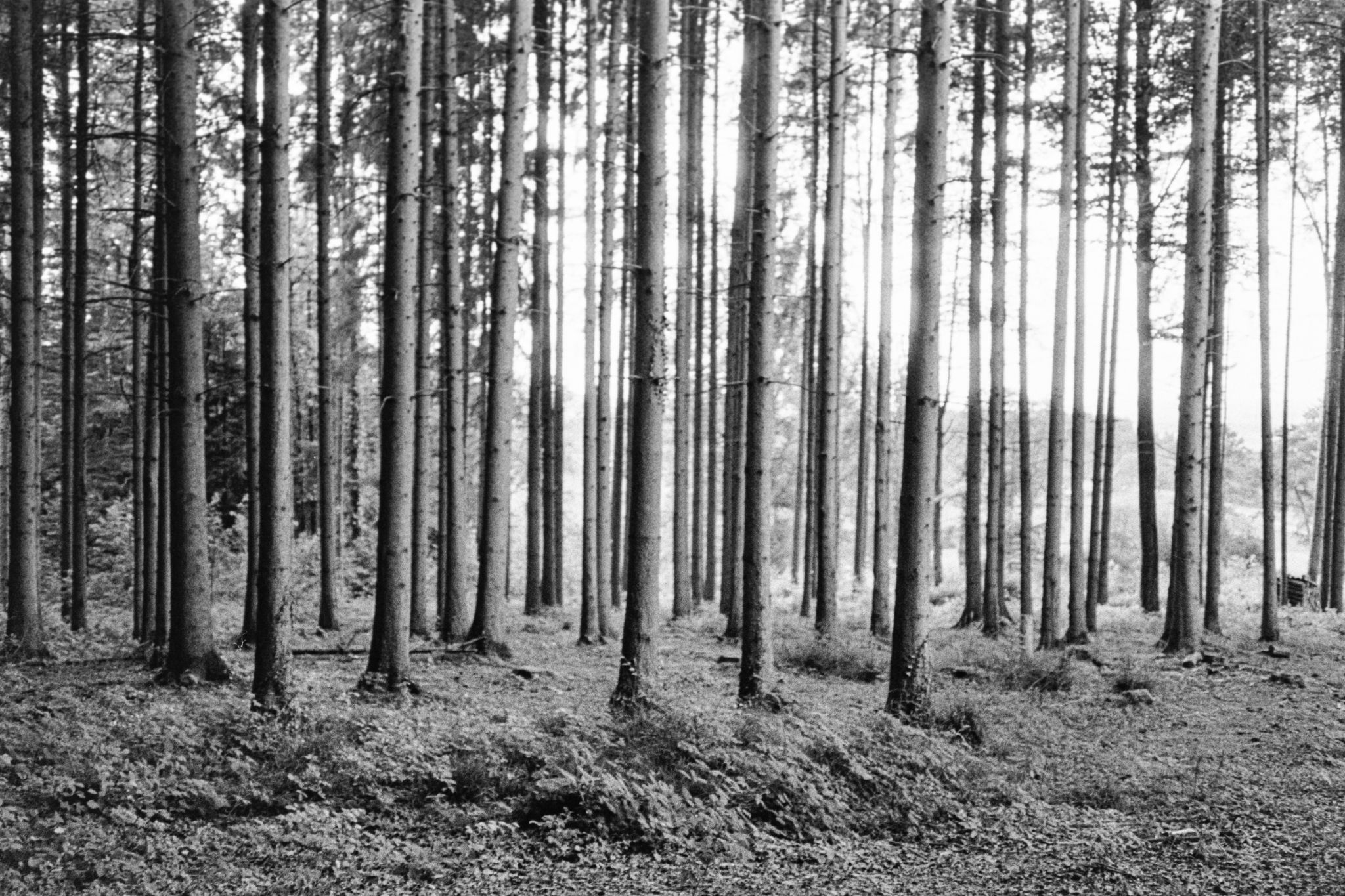 Grueningen Wald